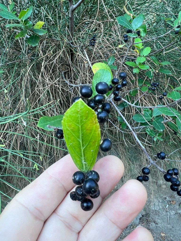 Rhamnus Alaternus