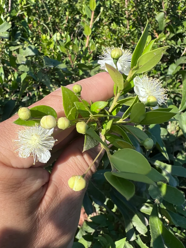 Myrtus Communis