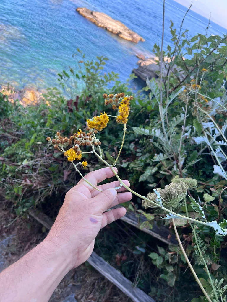 Senecio Cineraria