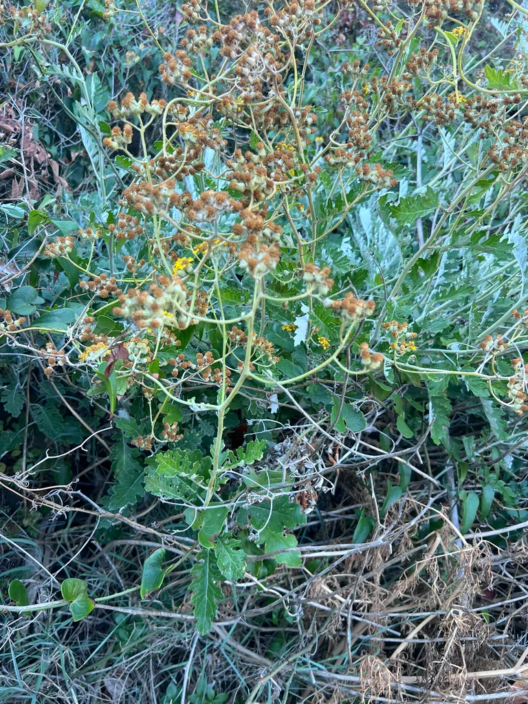 Senecio Cineraria