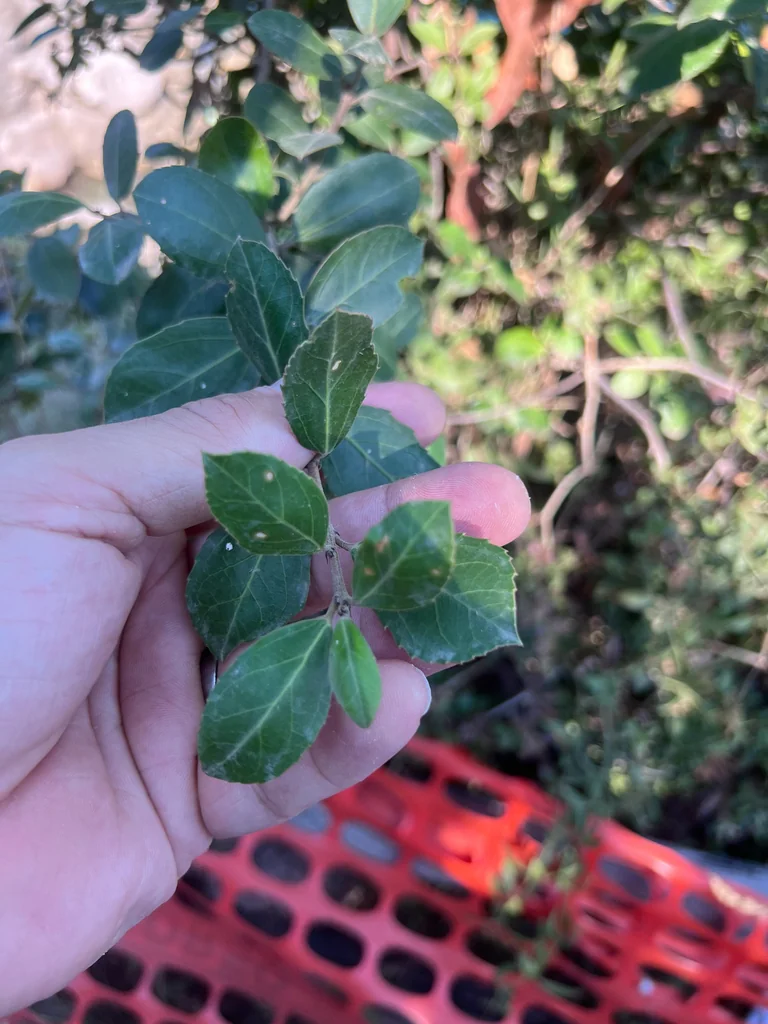 Rhamnus Alaternus