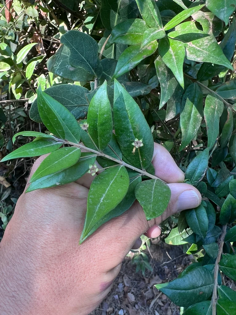 Myrtus Communis