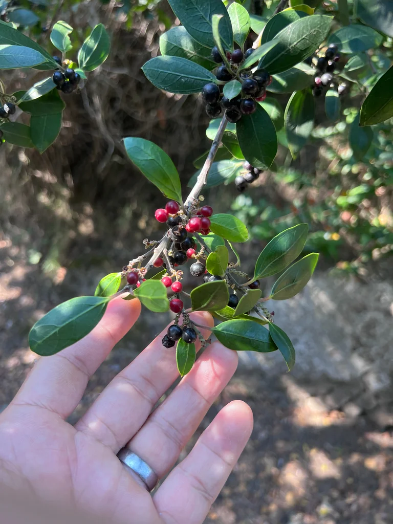 Rhamnus Alaternus