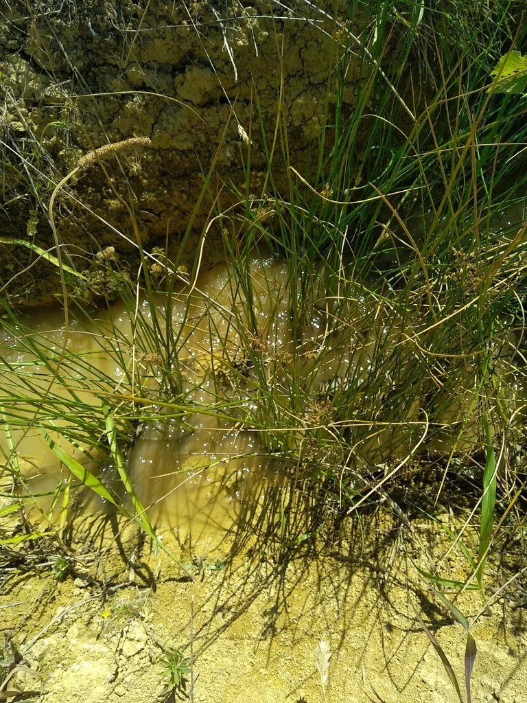 Juncus inflexus