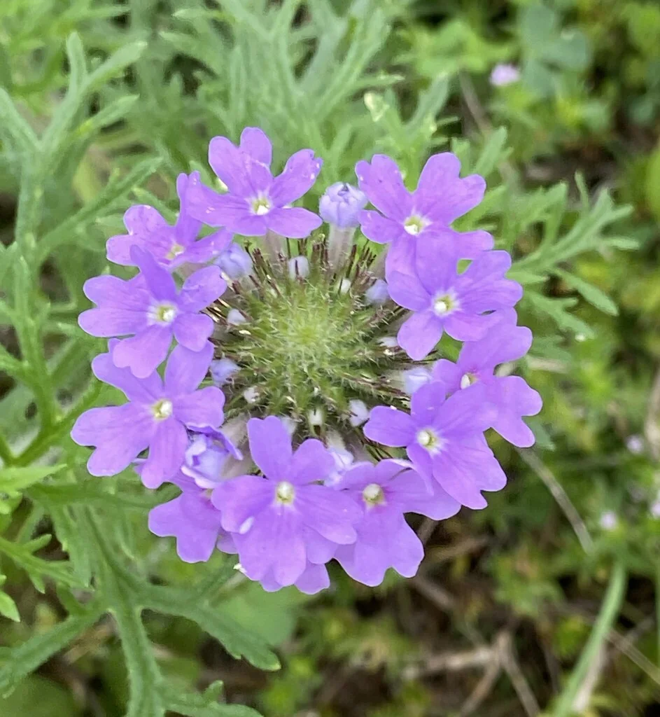 Glandularia Bipinnatifida