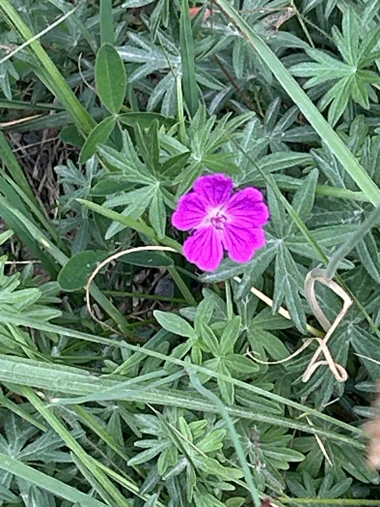 Geranium Sanguineum