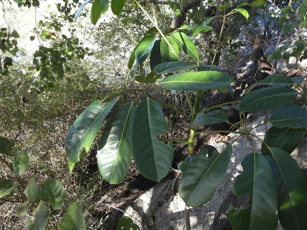 Schefflera Actinophylla