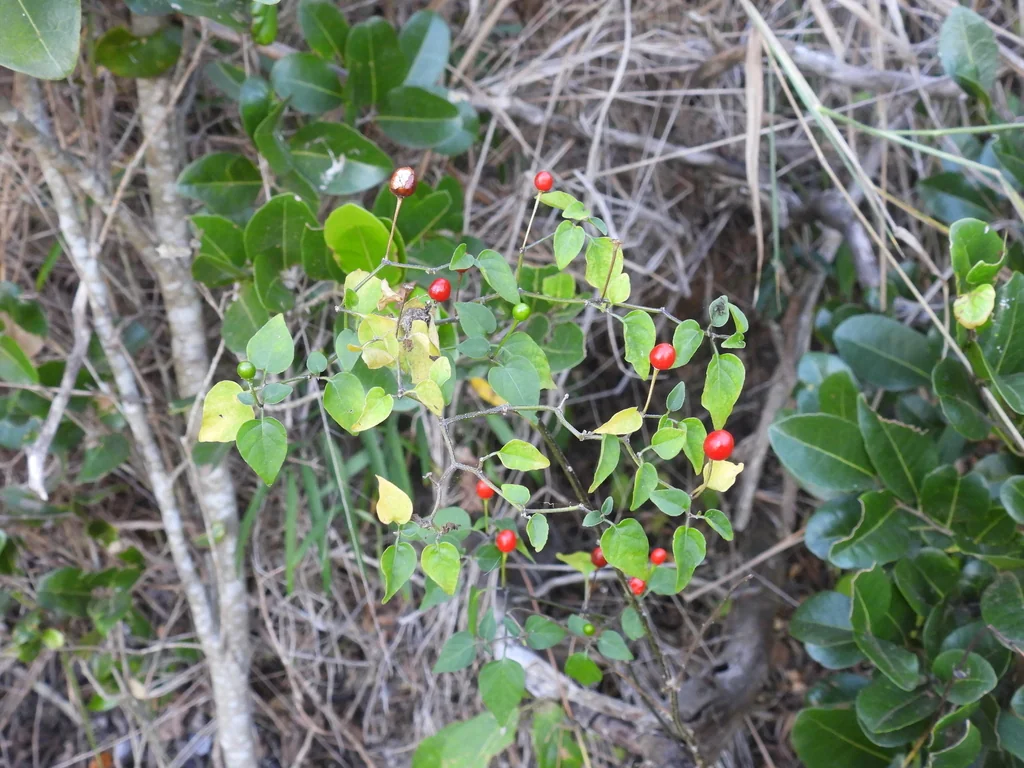 Capsicum annuum