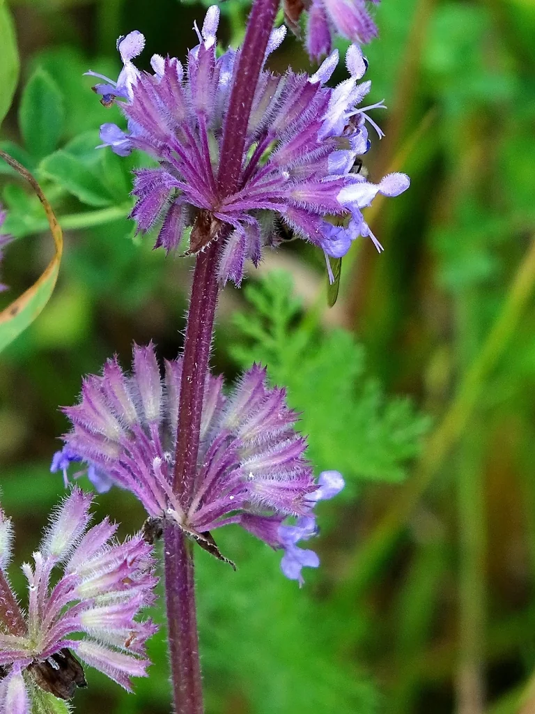 Salvia Verticillata