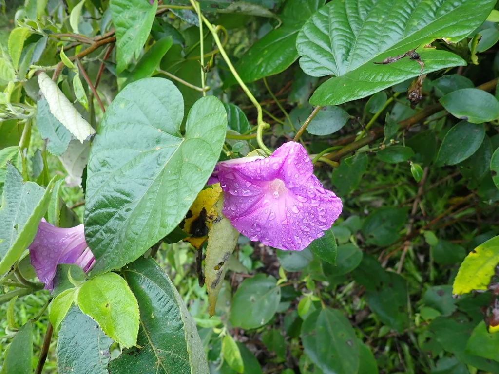 Ipomoea Indica