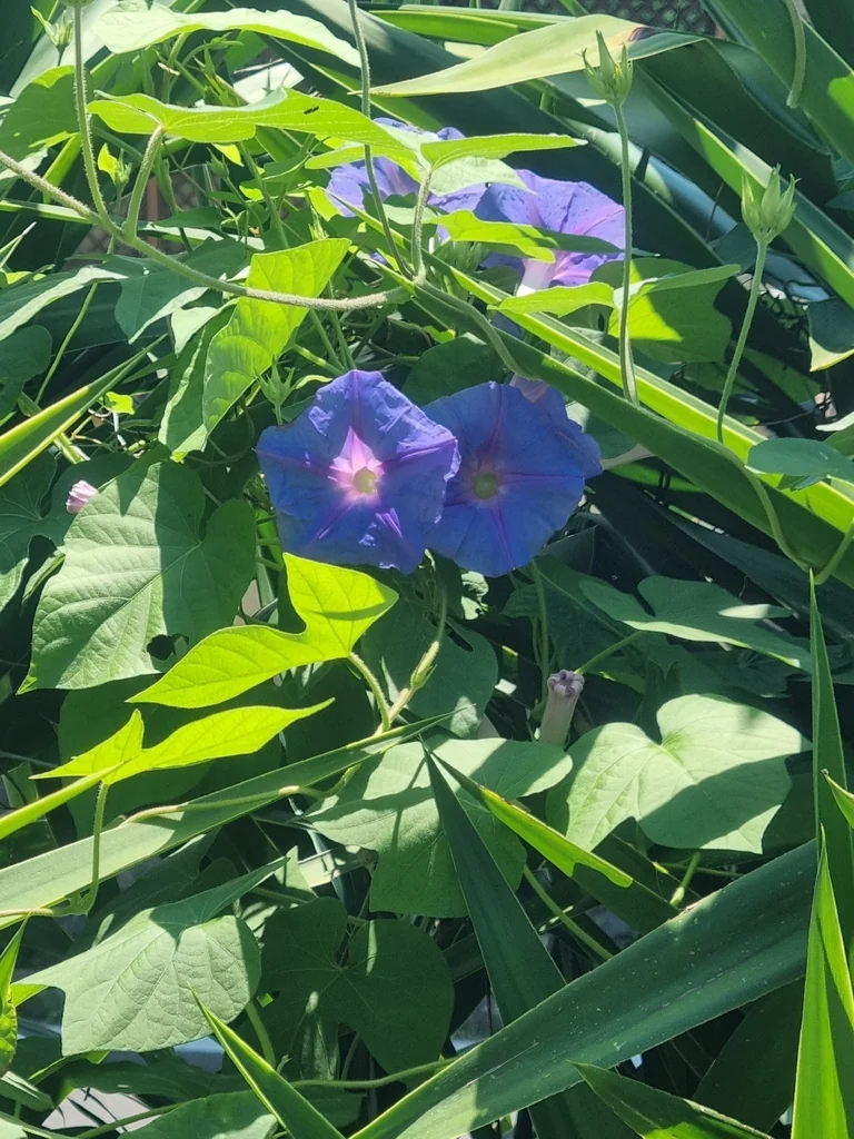 Ipomoea Indica