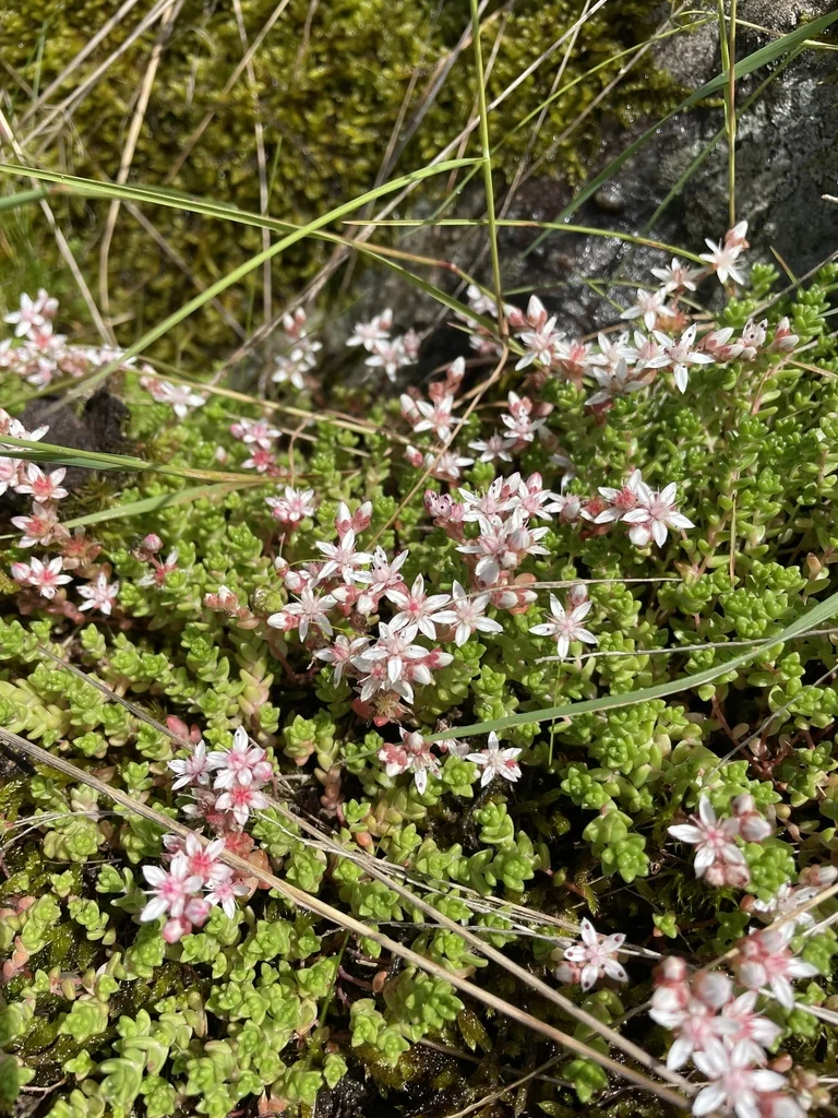 Sedum Anglicum