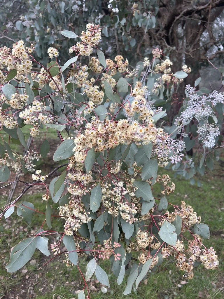 Eucalyptus Polyanthemos