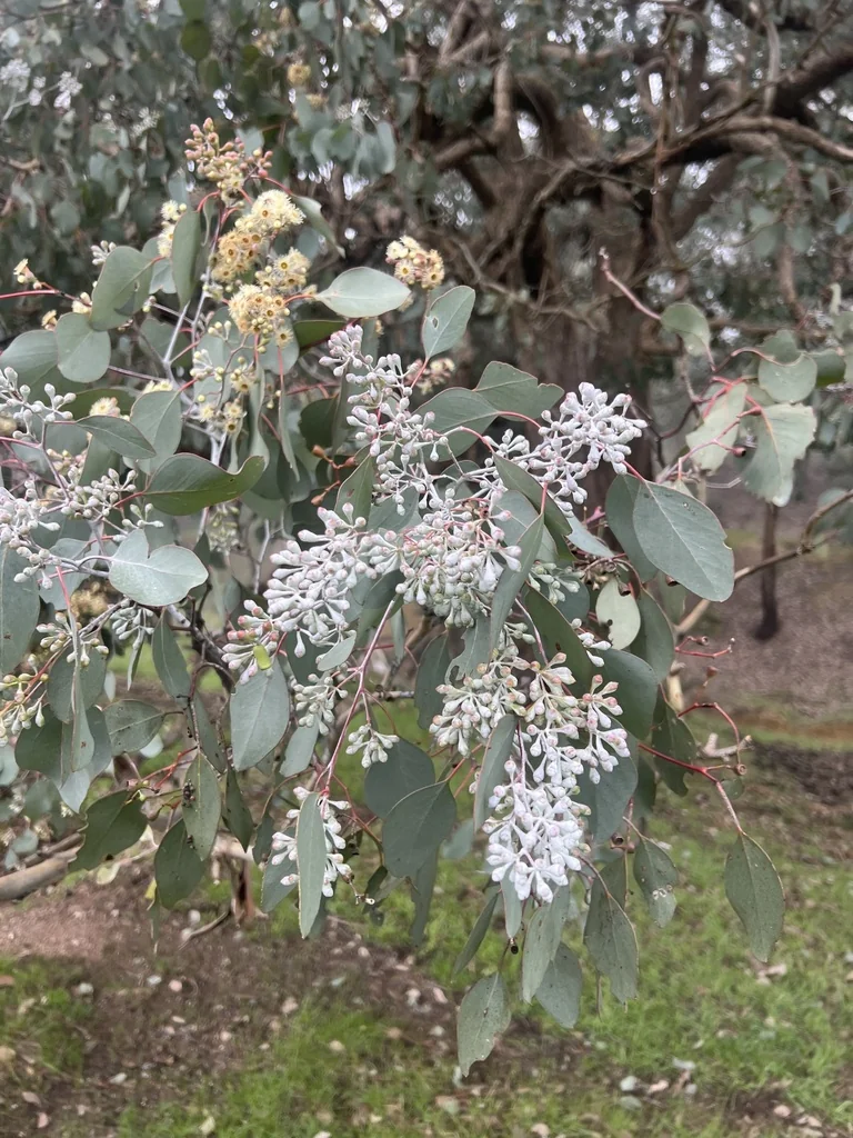 Eucalyptus Polyanthemos
