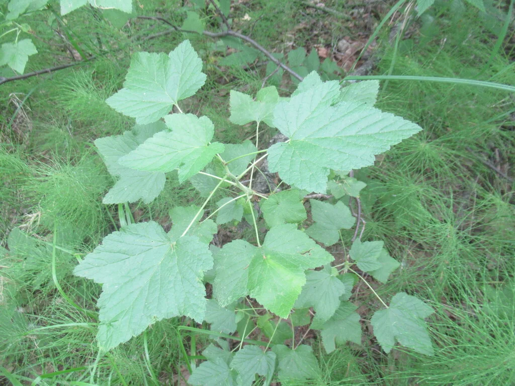 Ribes Nigrum
