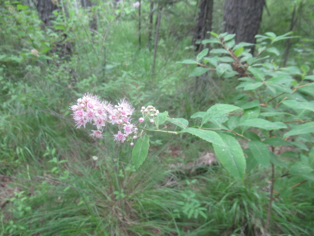 Spiraea Arguta