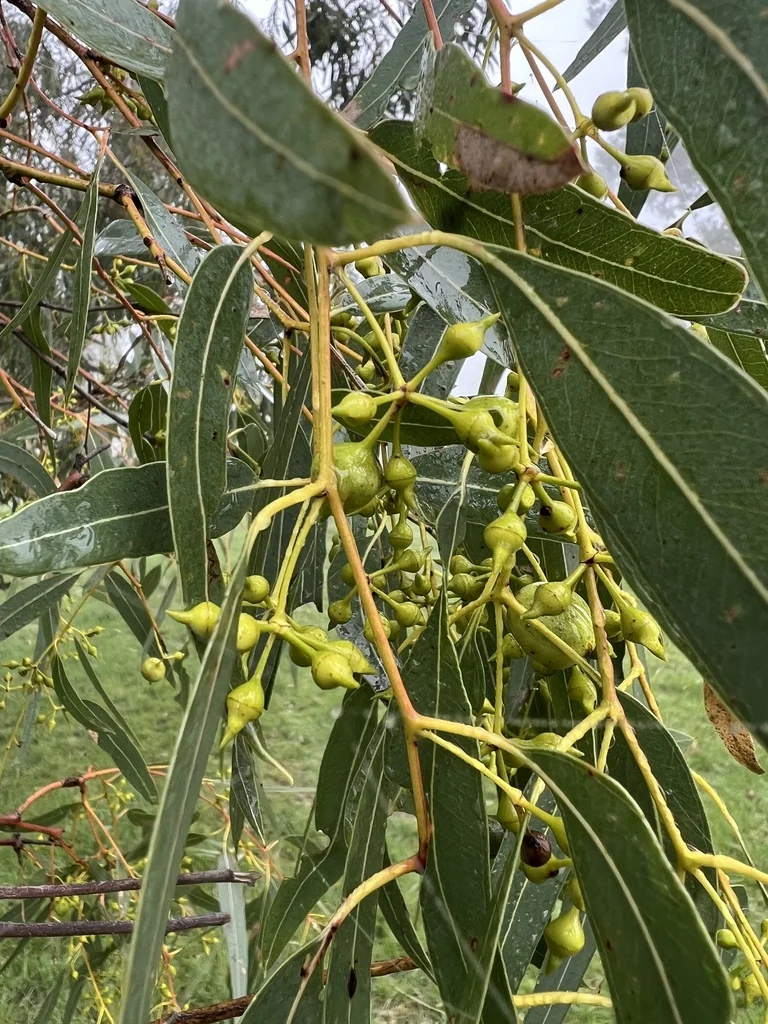 Eucalyptus Camaldulensis