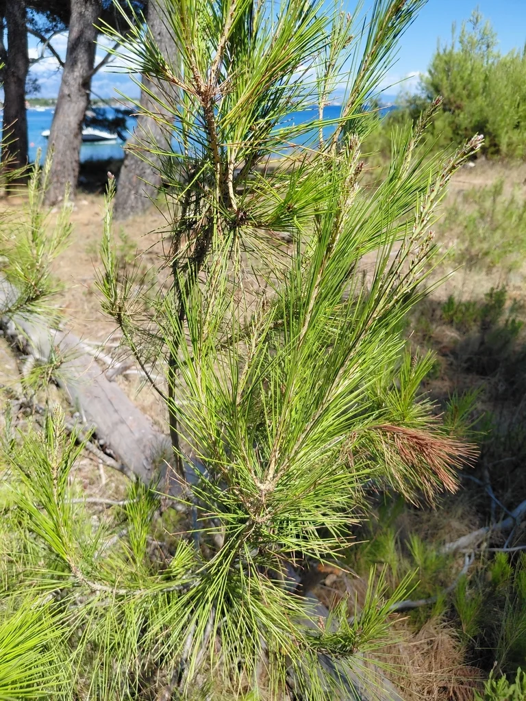 Pinus Halepensis