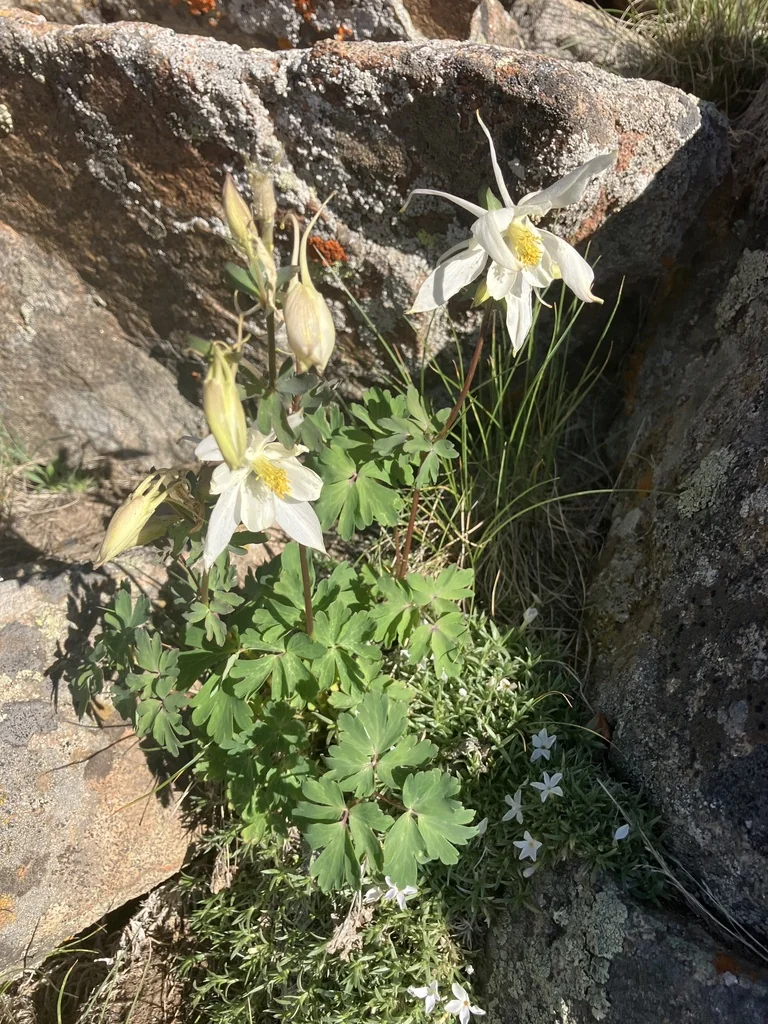Aquilegia Caerulea
