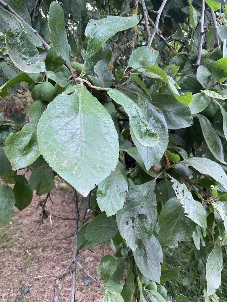 Prunus Domestica