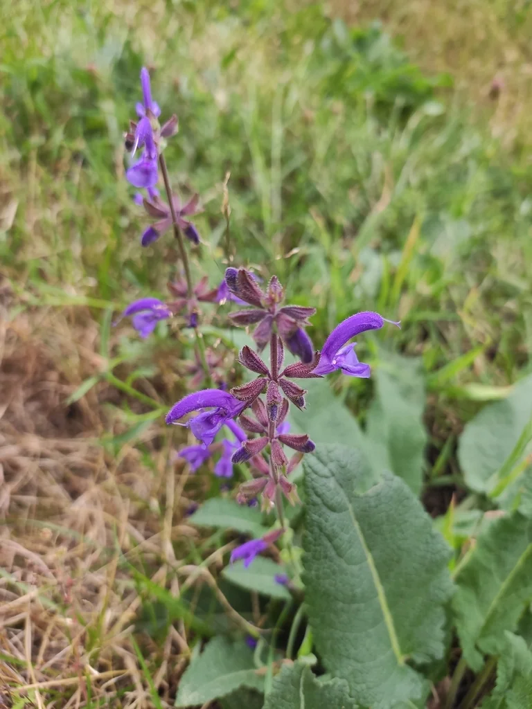 Salvia Pratensis