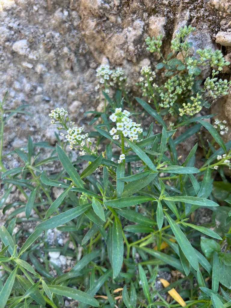Lobularia maritima