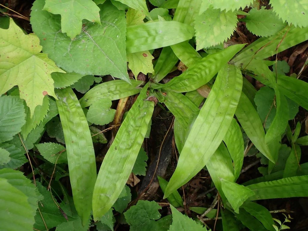 Carex plantaginea