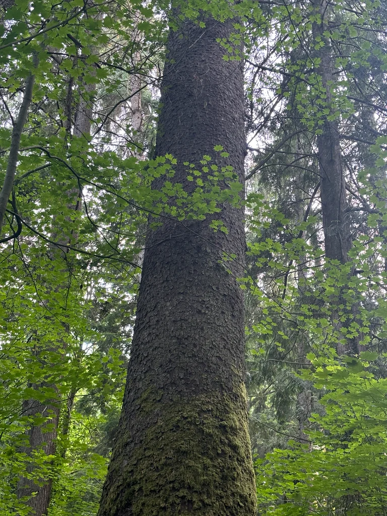 Picea Sitchensis