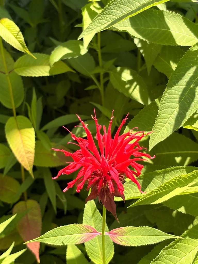 Monarda didyma