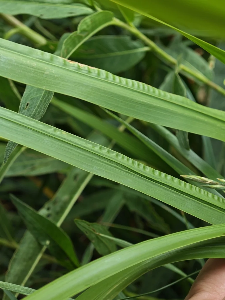 Acorus Calamus