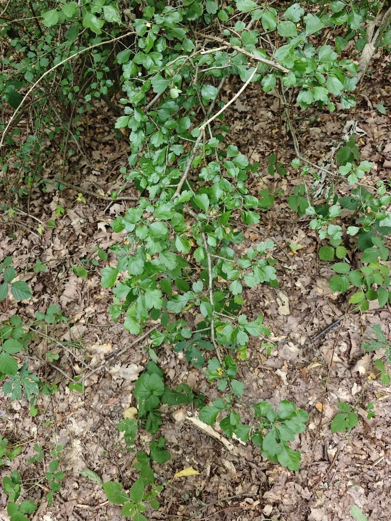 Crataegus Laevigata