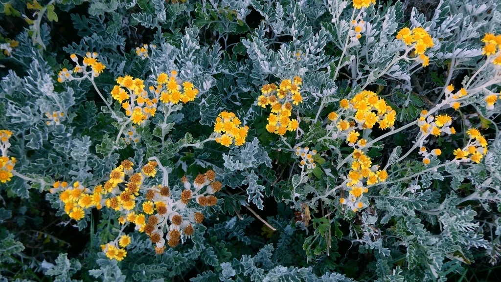 Senecio Cineraria