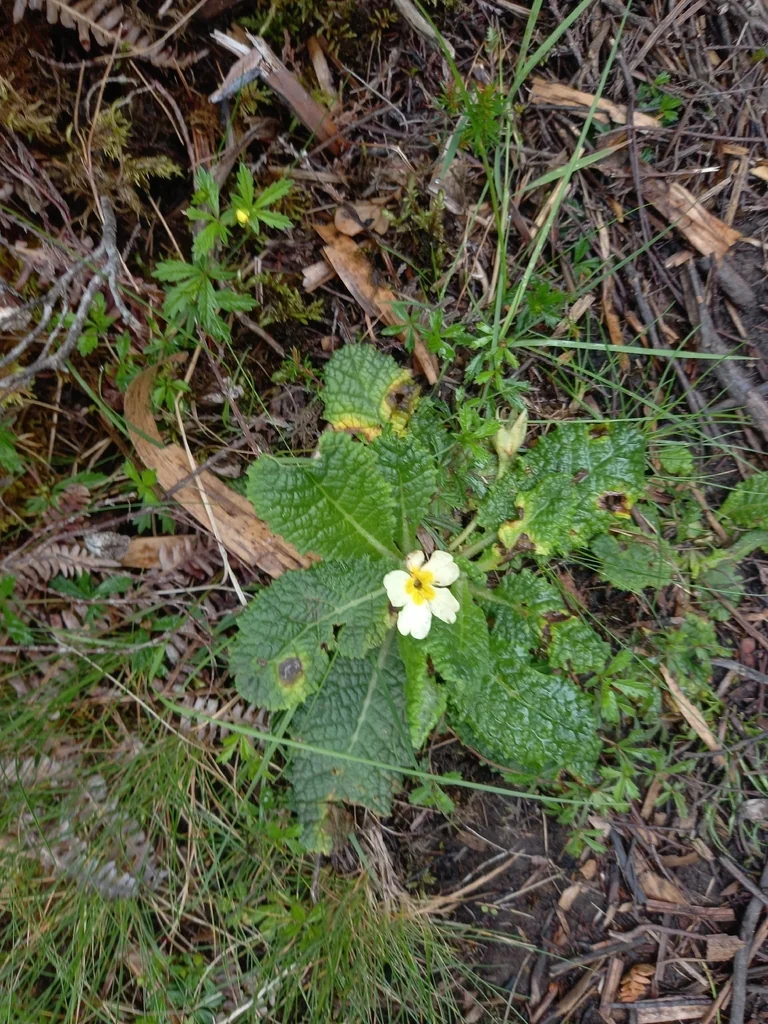 Primula vulgaris