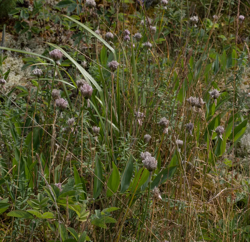 Allium Schoenoprasum