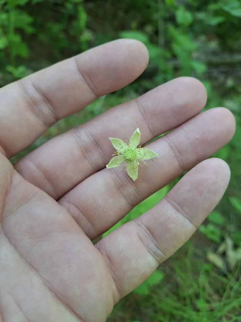 Anemone Virginiana