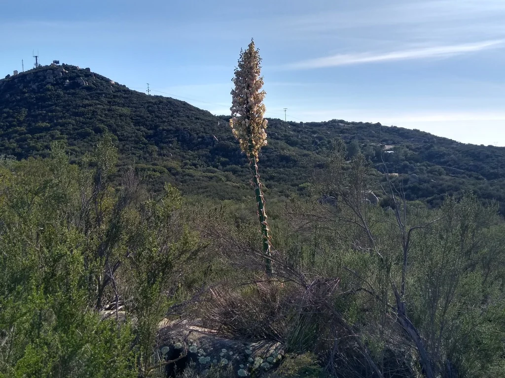 Yucca Whipplei