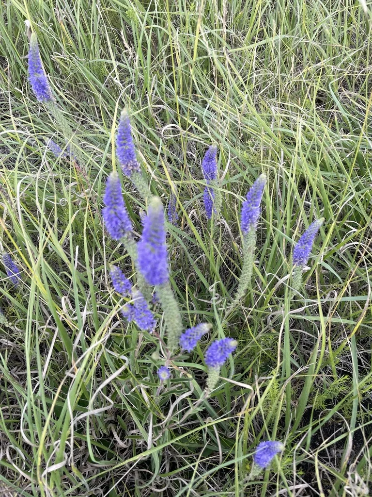 Veronica Spicata