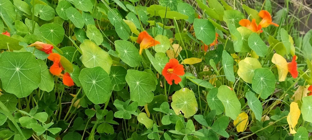 Tropaeolum Majus