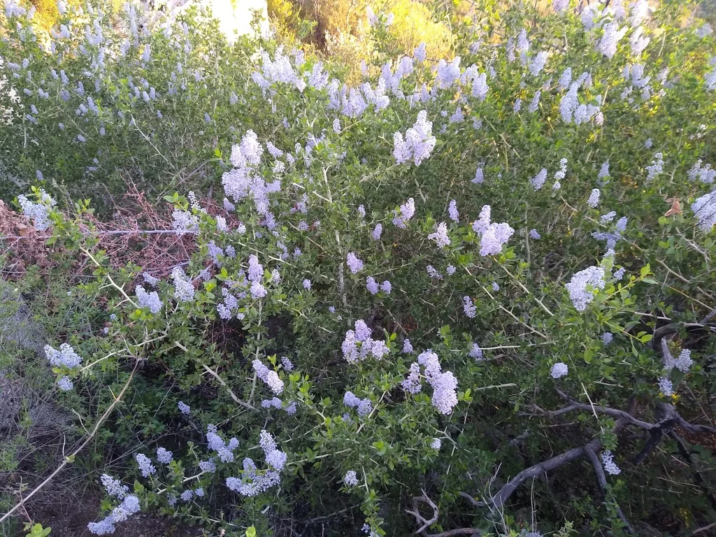 Ceanothus Leucodermis