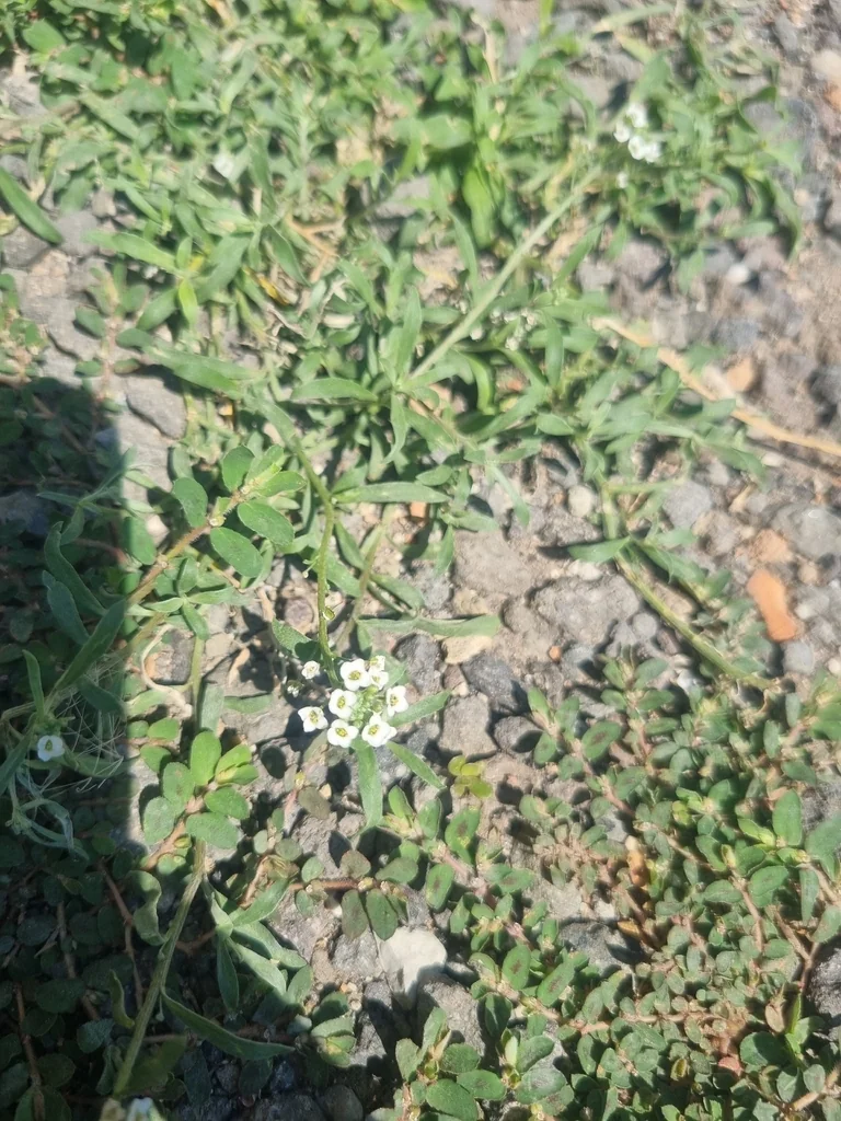 Lobularia maritima