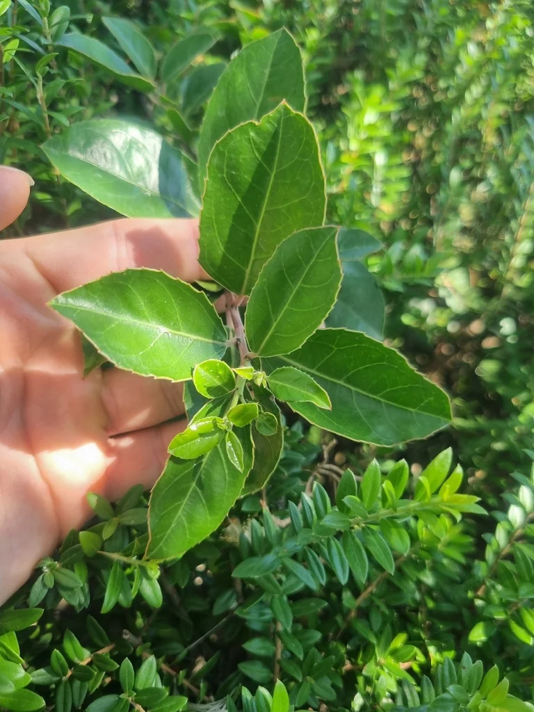 Rhamnus Alaternus