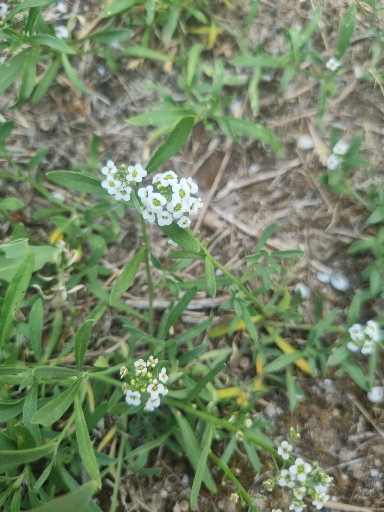 Lobularia maritima