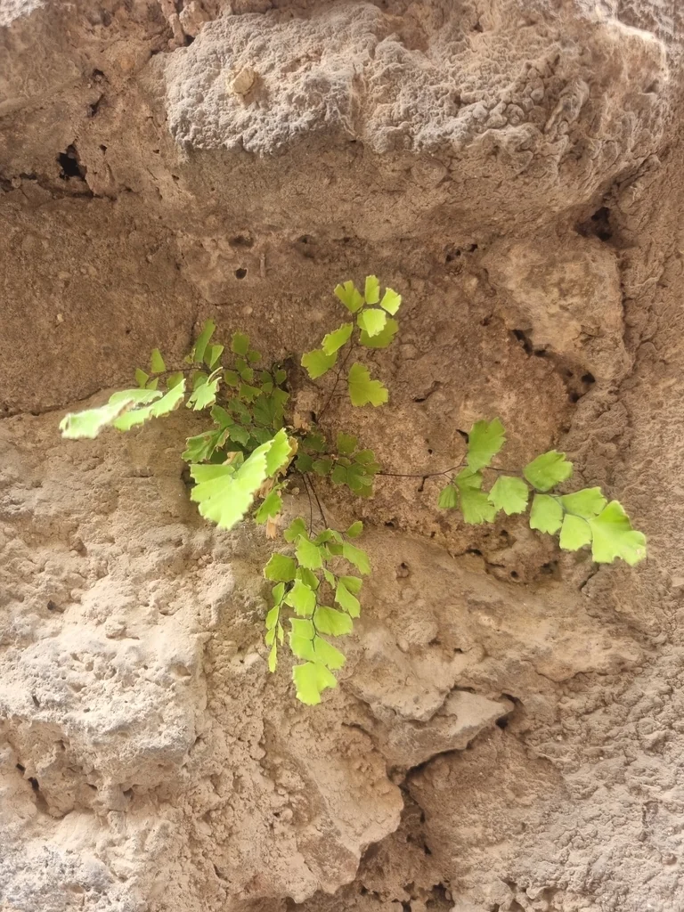 Adiantum Capillus-Veneris