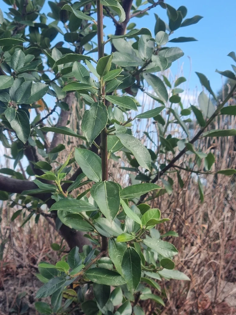 Rhamnus Alaternus