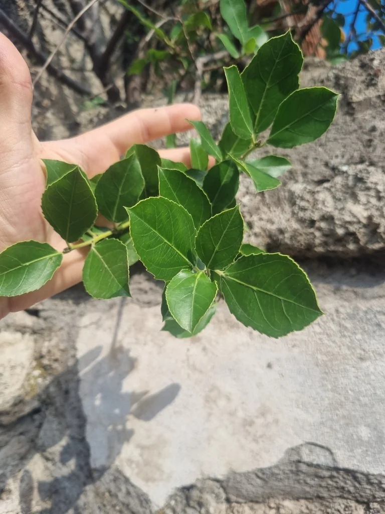 Rhamnus Alaternus