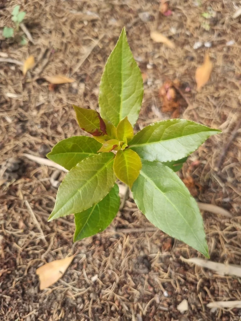 Laurus Nobilis