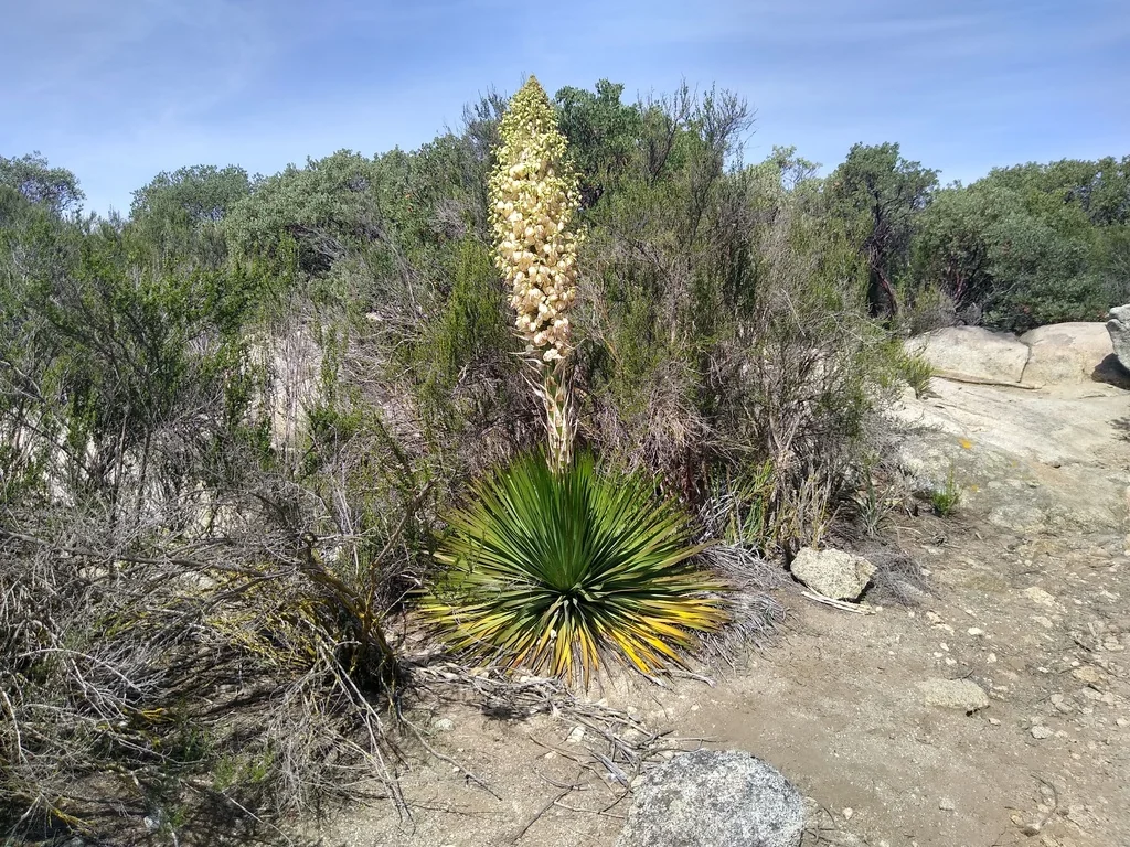 Yucca Whipplei