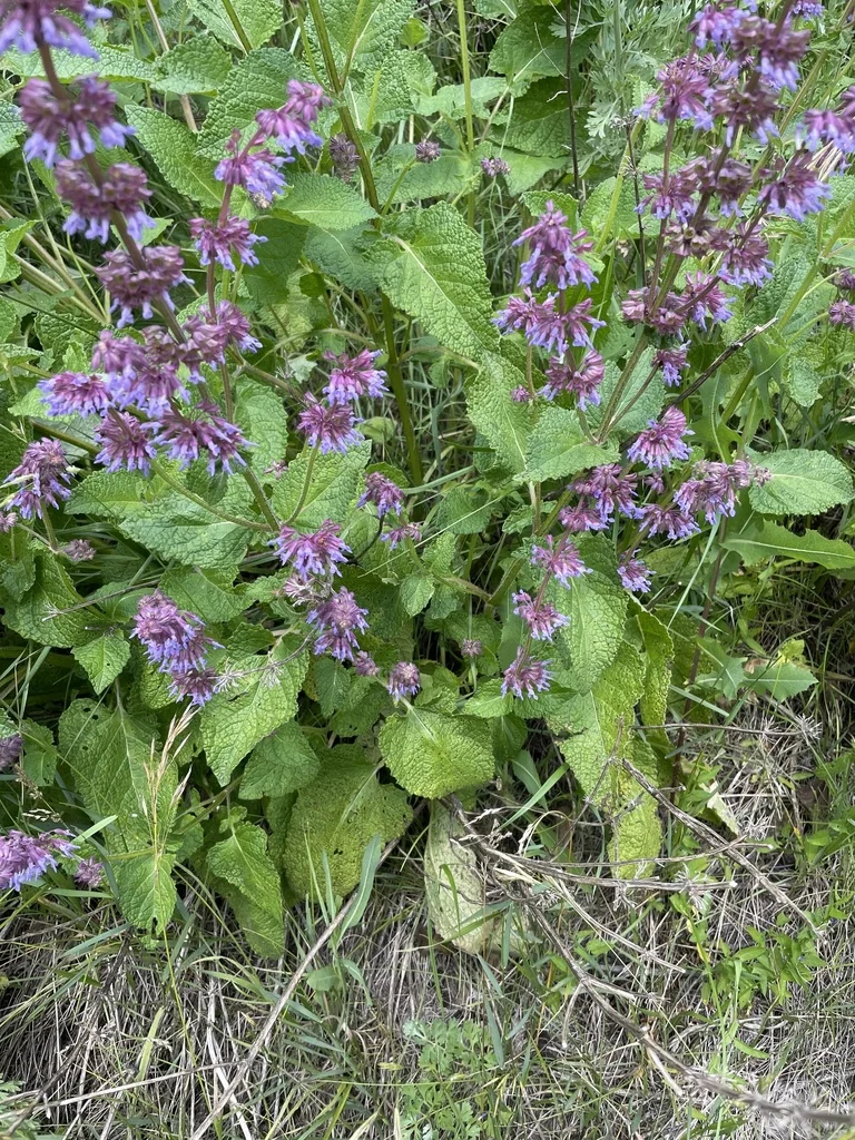 Salvia Verticillata