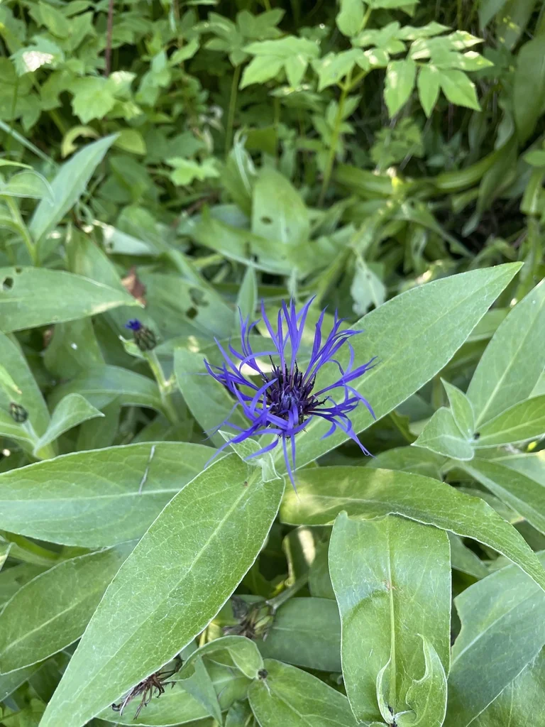 Centaurea Montana