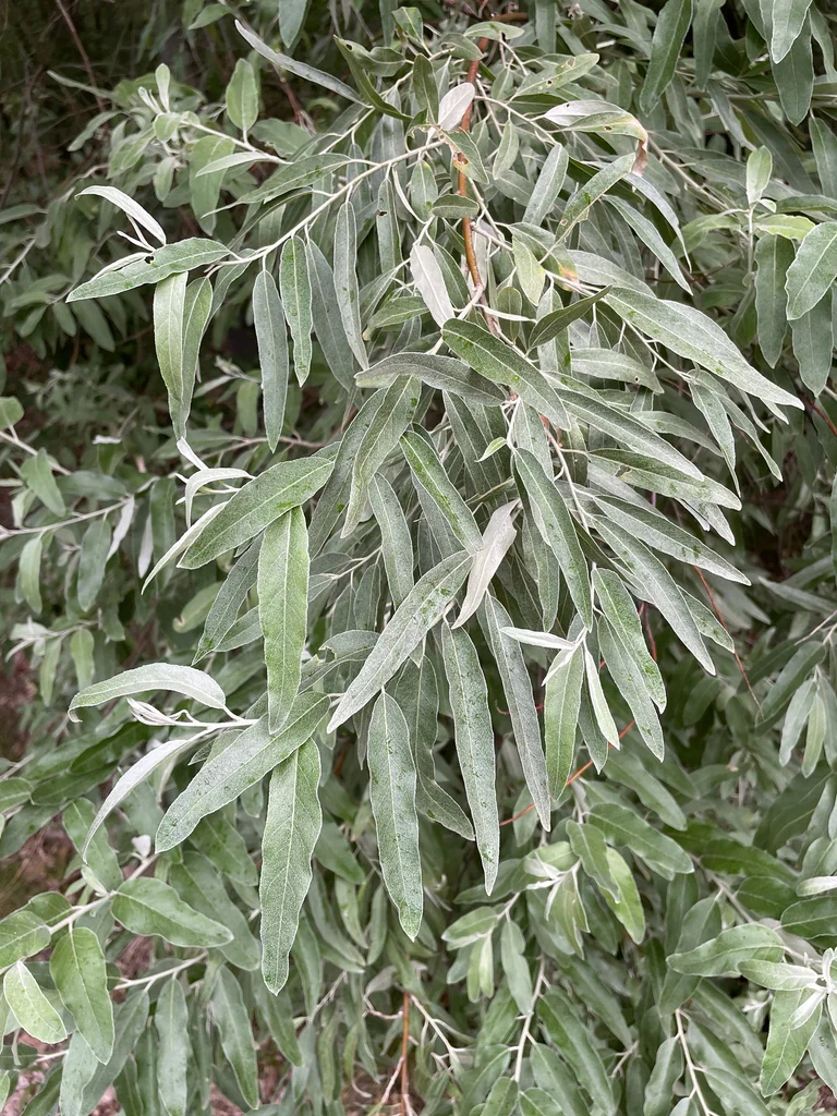 Elaeagnus angustifolia